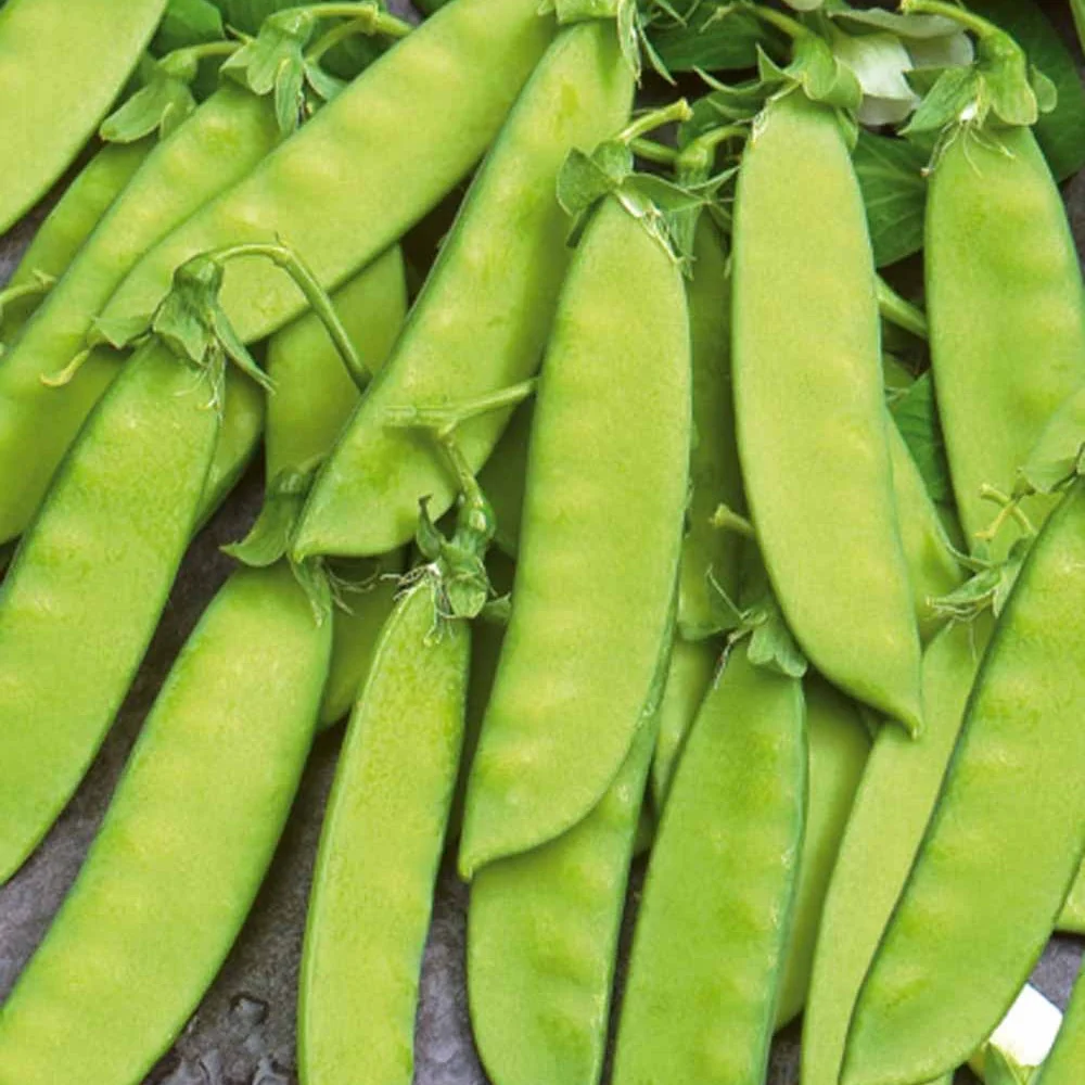 Peul 'Vroege Hendriks'
