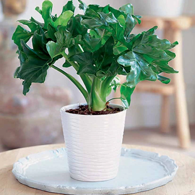 Philodendron Monstera Atom incl. witte sierpot ELHO