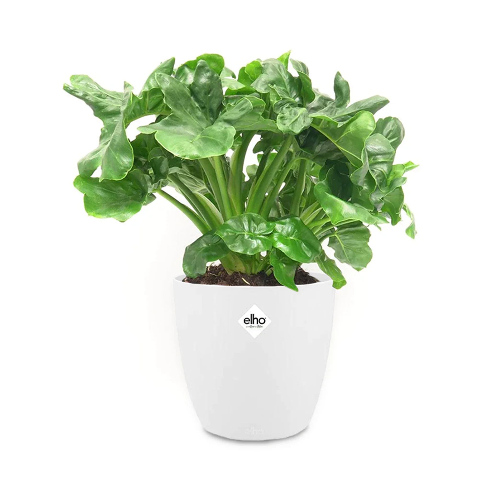 Philodendron Monstera Atom incl. witte sierpot ELHO - Image 2