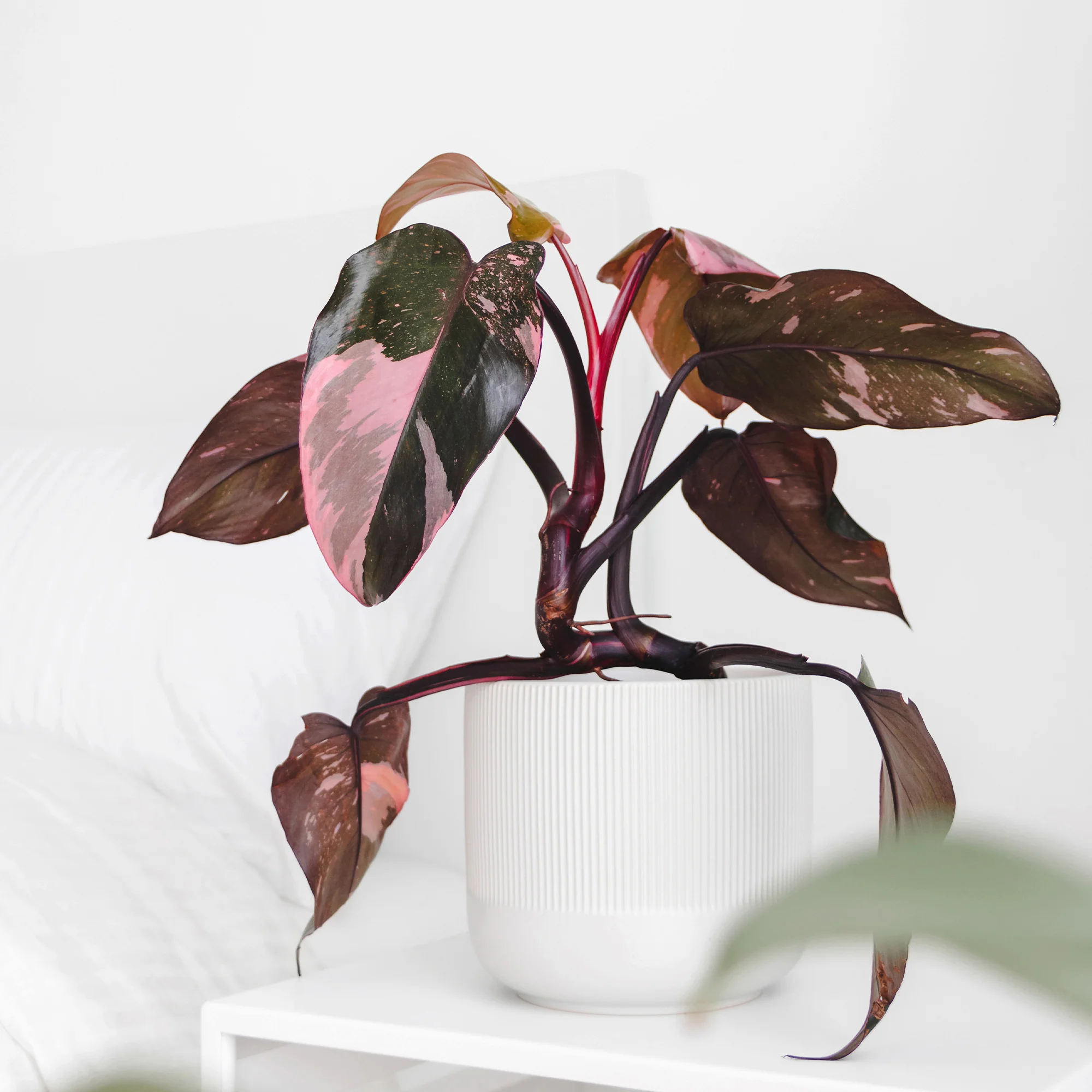 Philodendron Pink Princess - Image 2