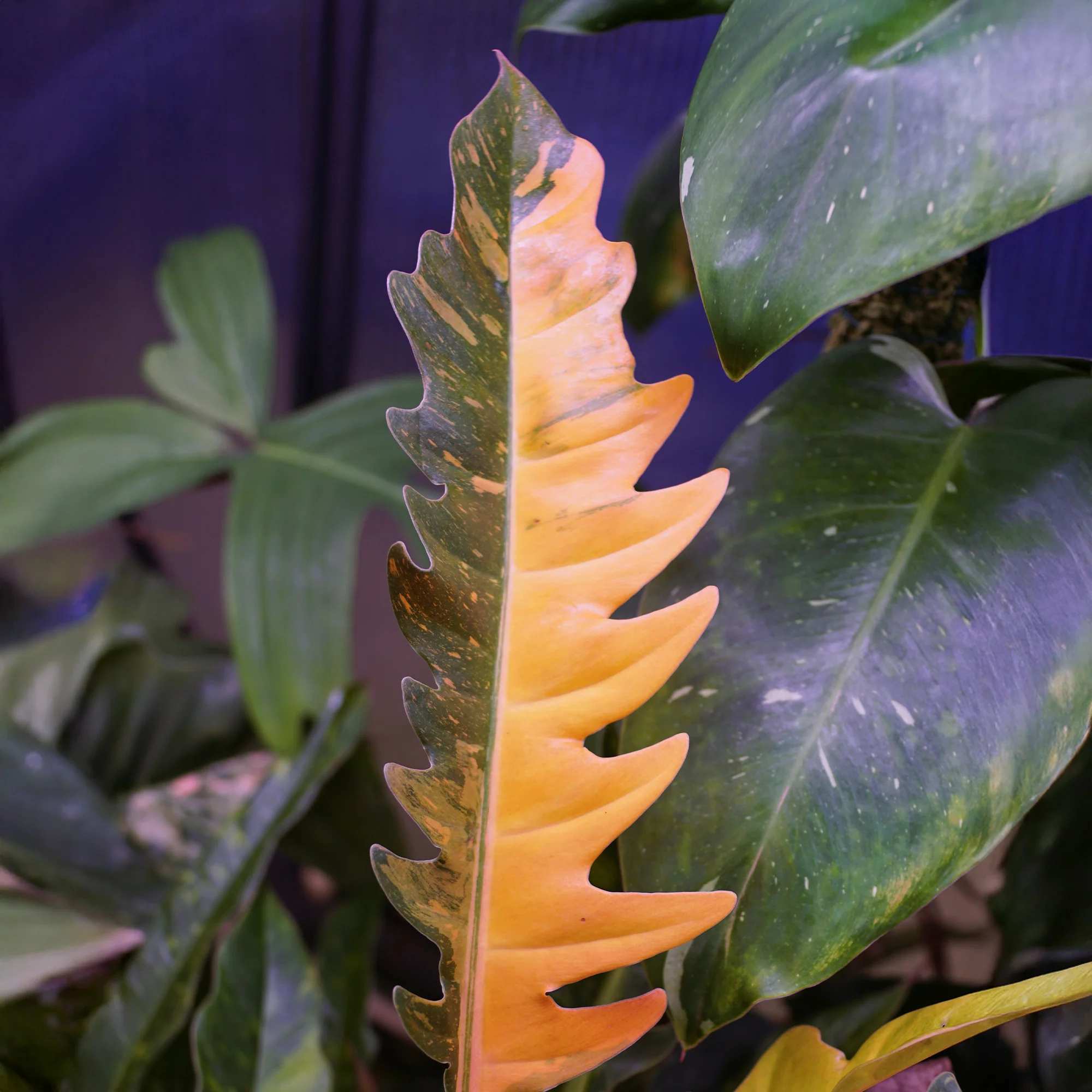 Philodendron Ring of Fire - Image 2