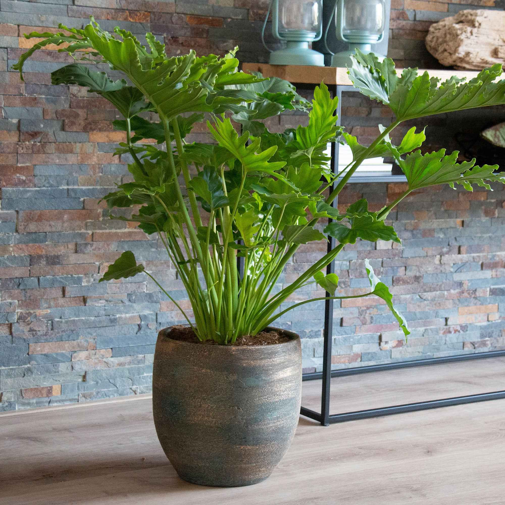 Philodendron Monstera Shangri La