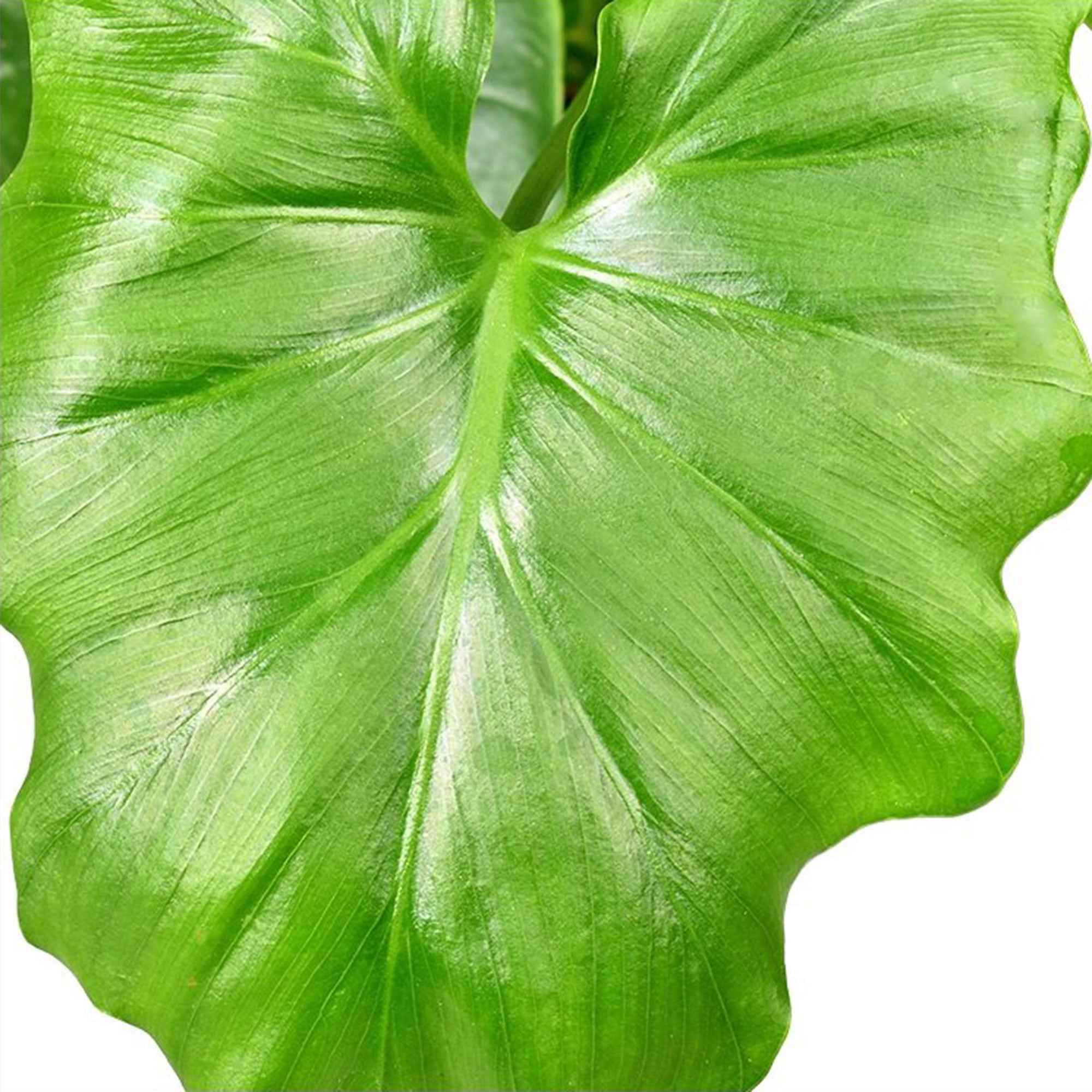 Philodendron Monstera Shangri La - Image 2