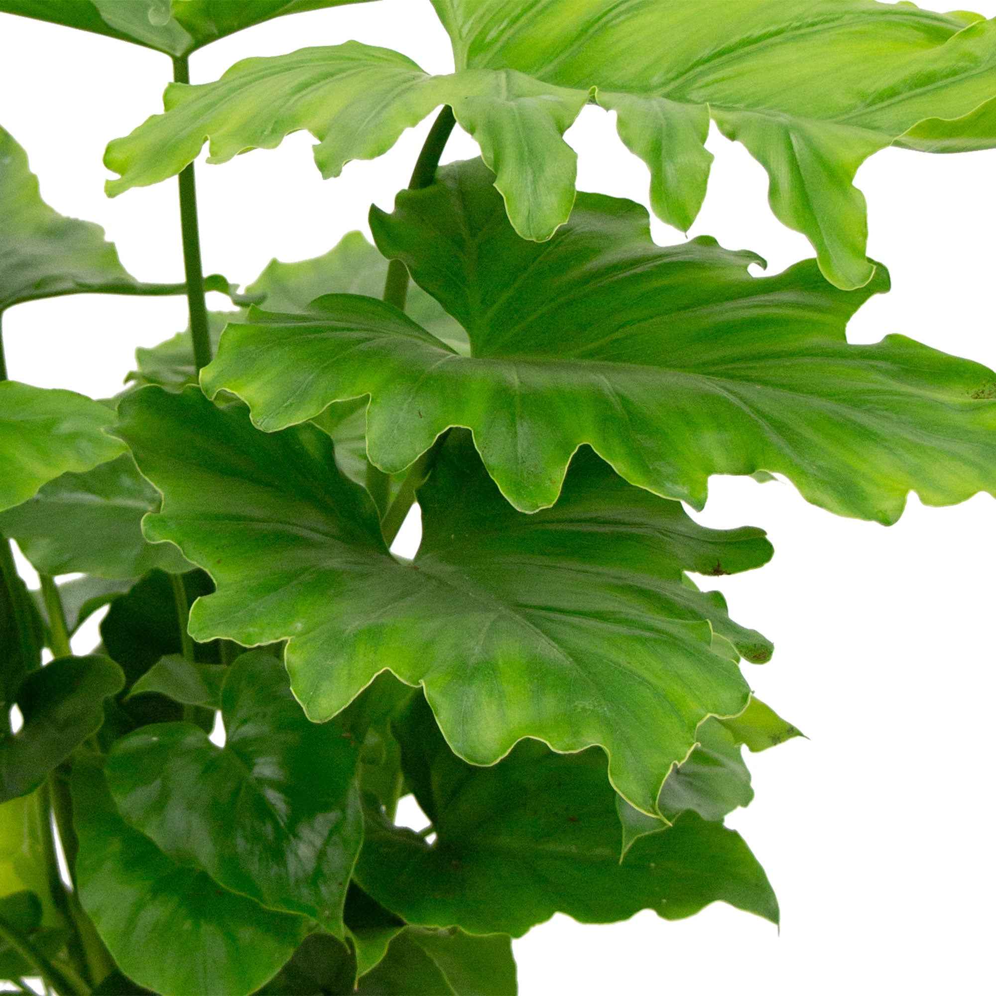 Philodendron Monstera Shangri La - Image 3