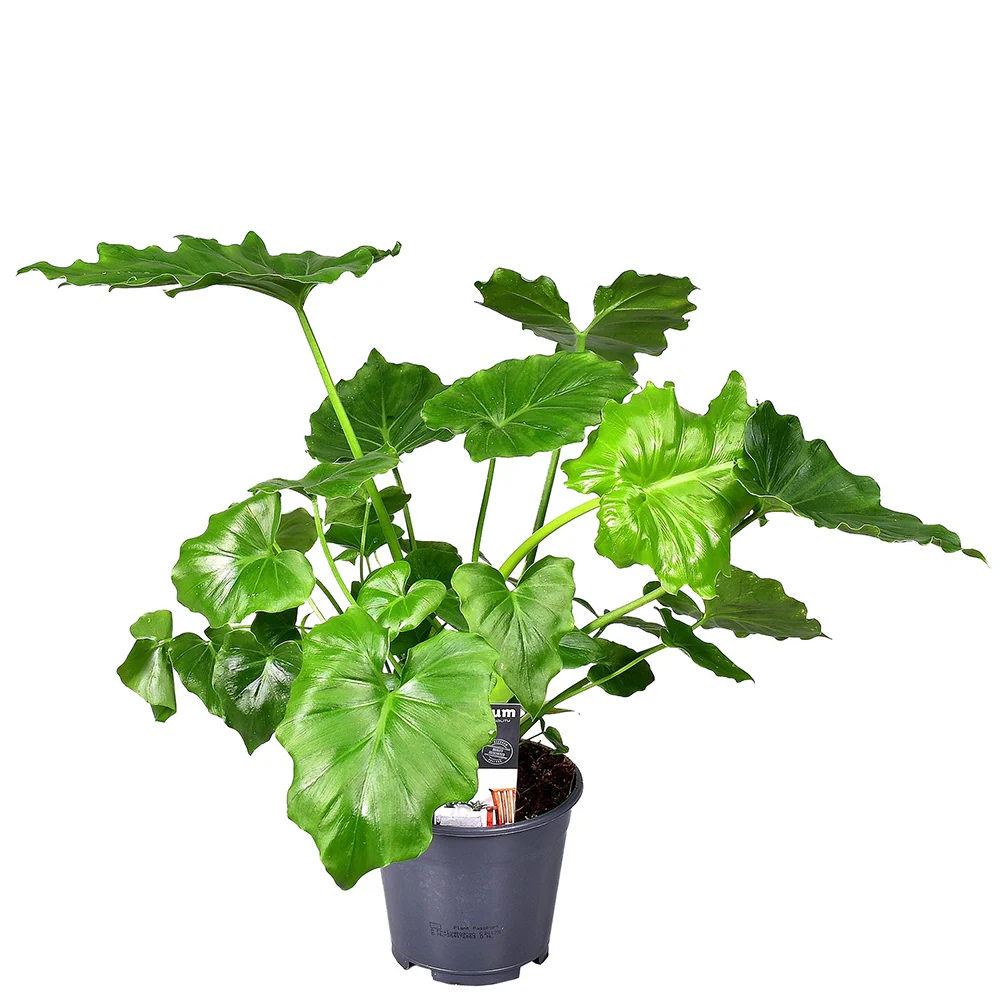 Philodendron Monstera Shangri La - Image 4