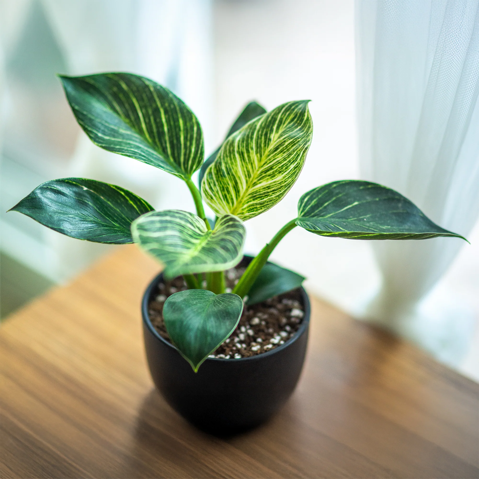 Philodendron Monstera White Wave - Image 2