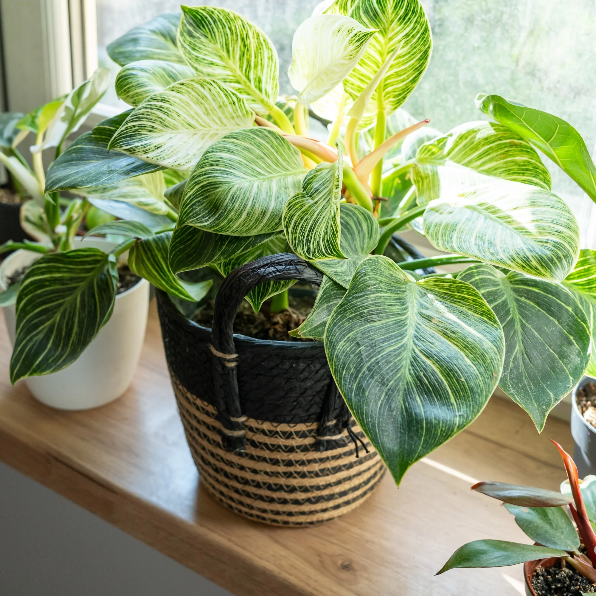 Philodendron Monstera White Wave - Image 3