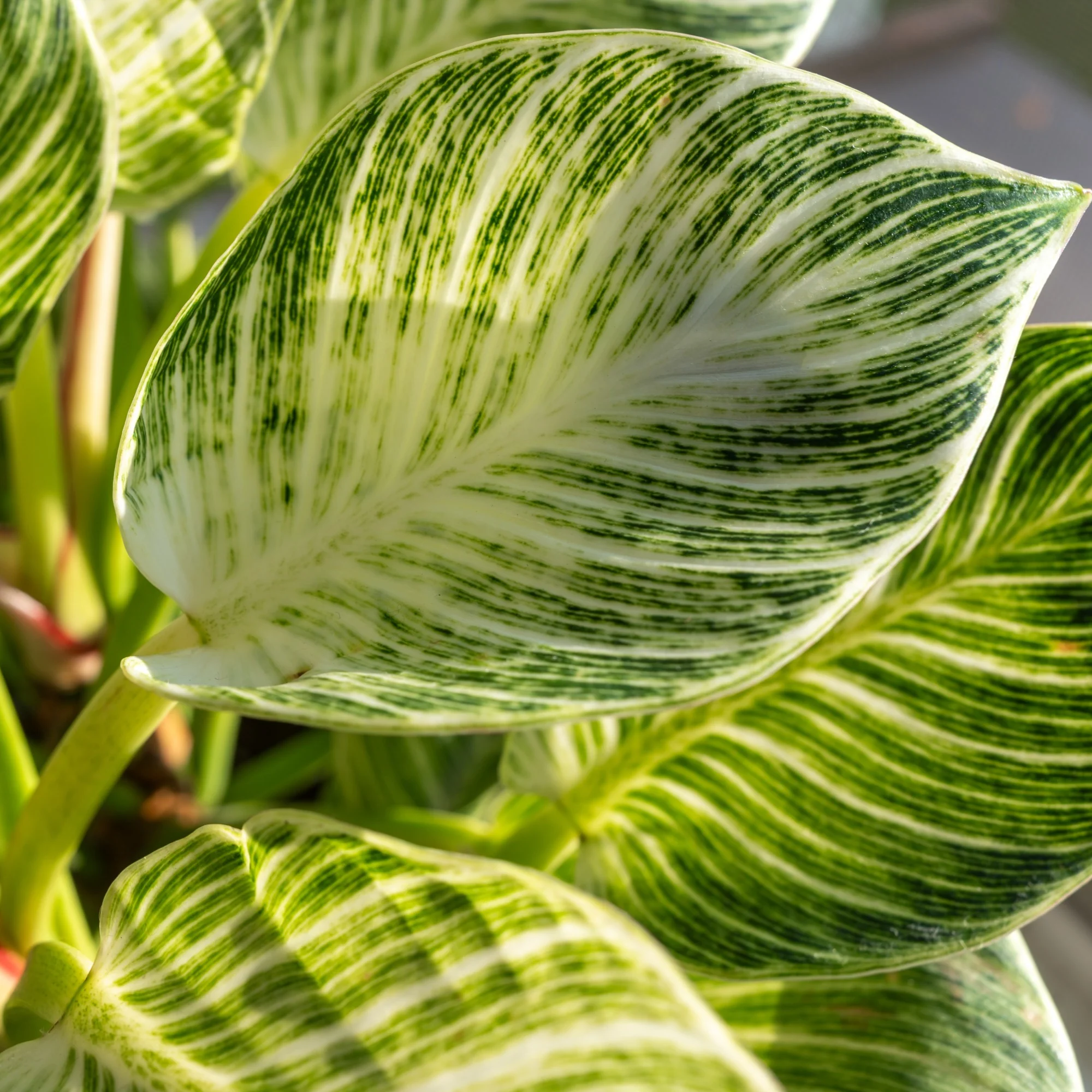 Philodendron Monstera White Wave - Image 4