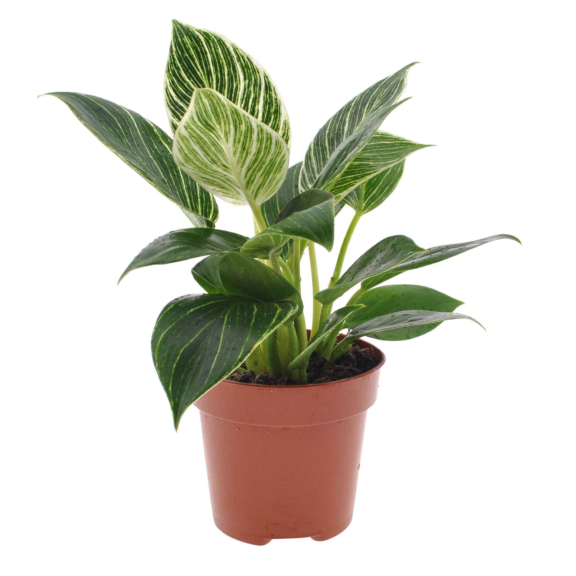 Philodendron Monstera White Wave - Image 5