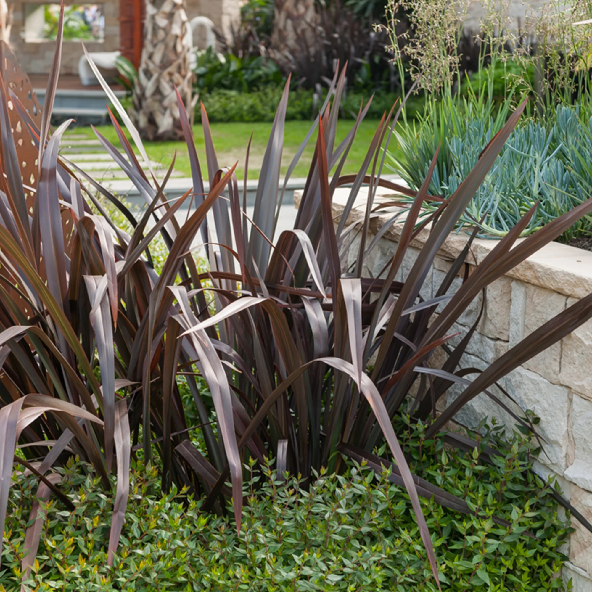 Phormium Black Adder ® - Image 3