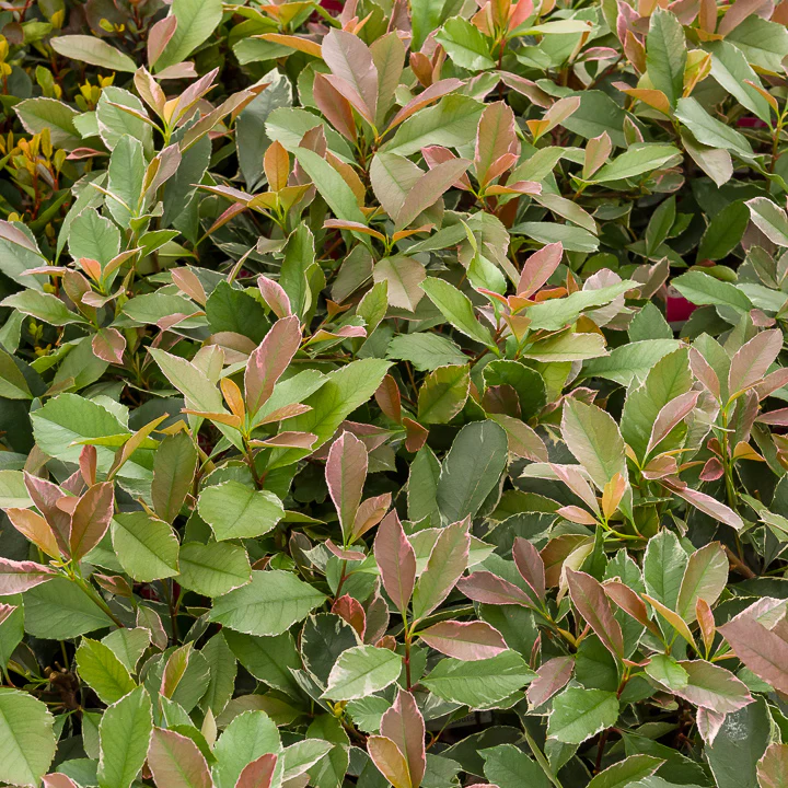 Photinia fraseri Louise