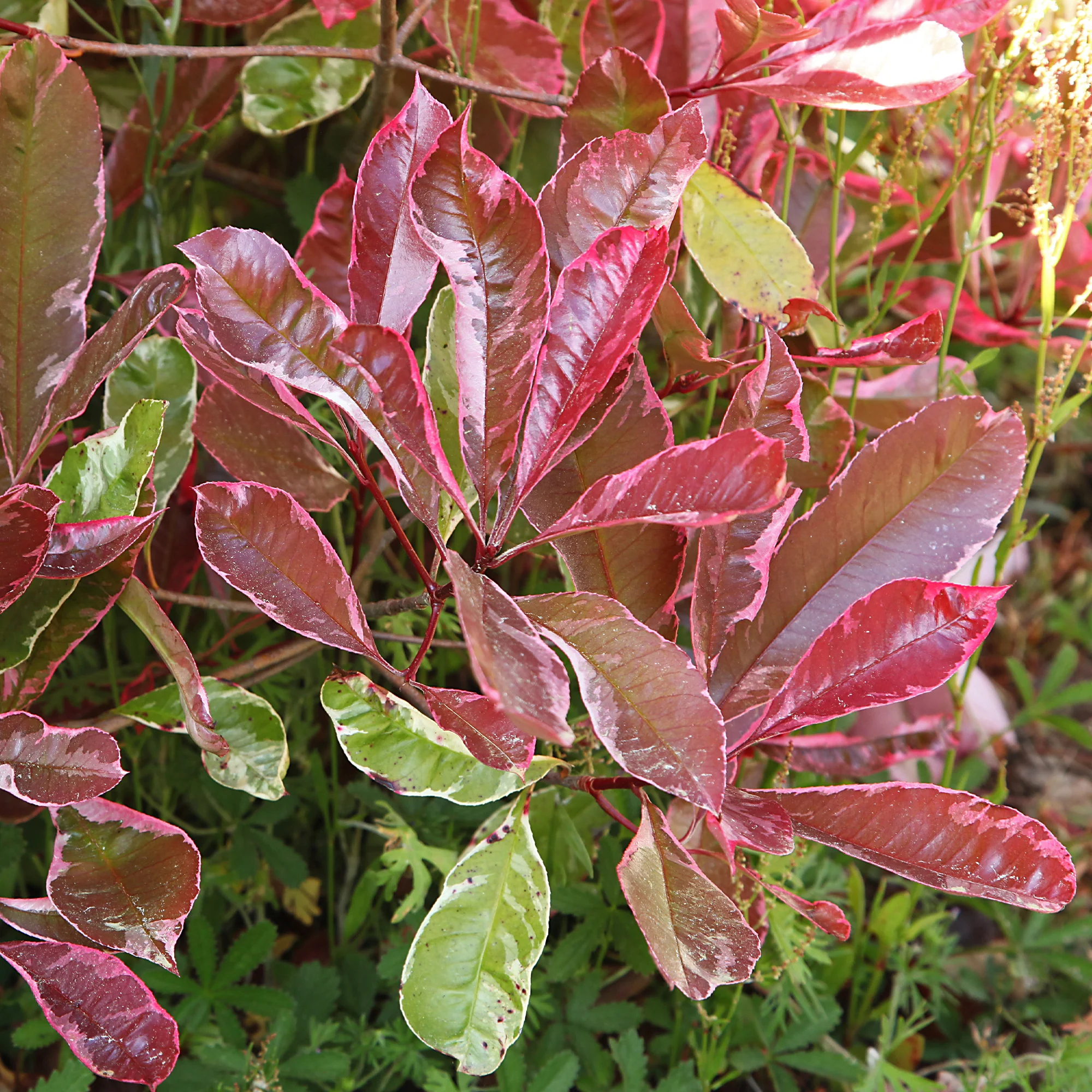 Photinia fraseri Louise - Image 3
