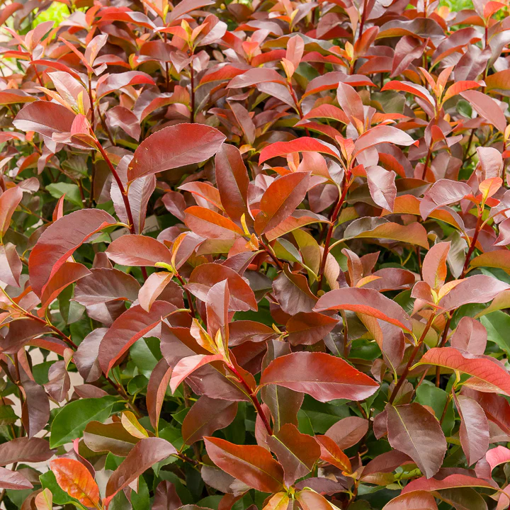 Photinia x fraseri Camilvy - Image 2