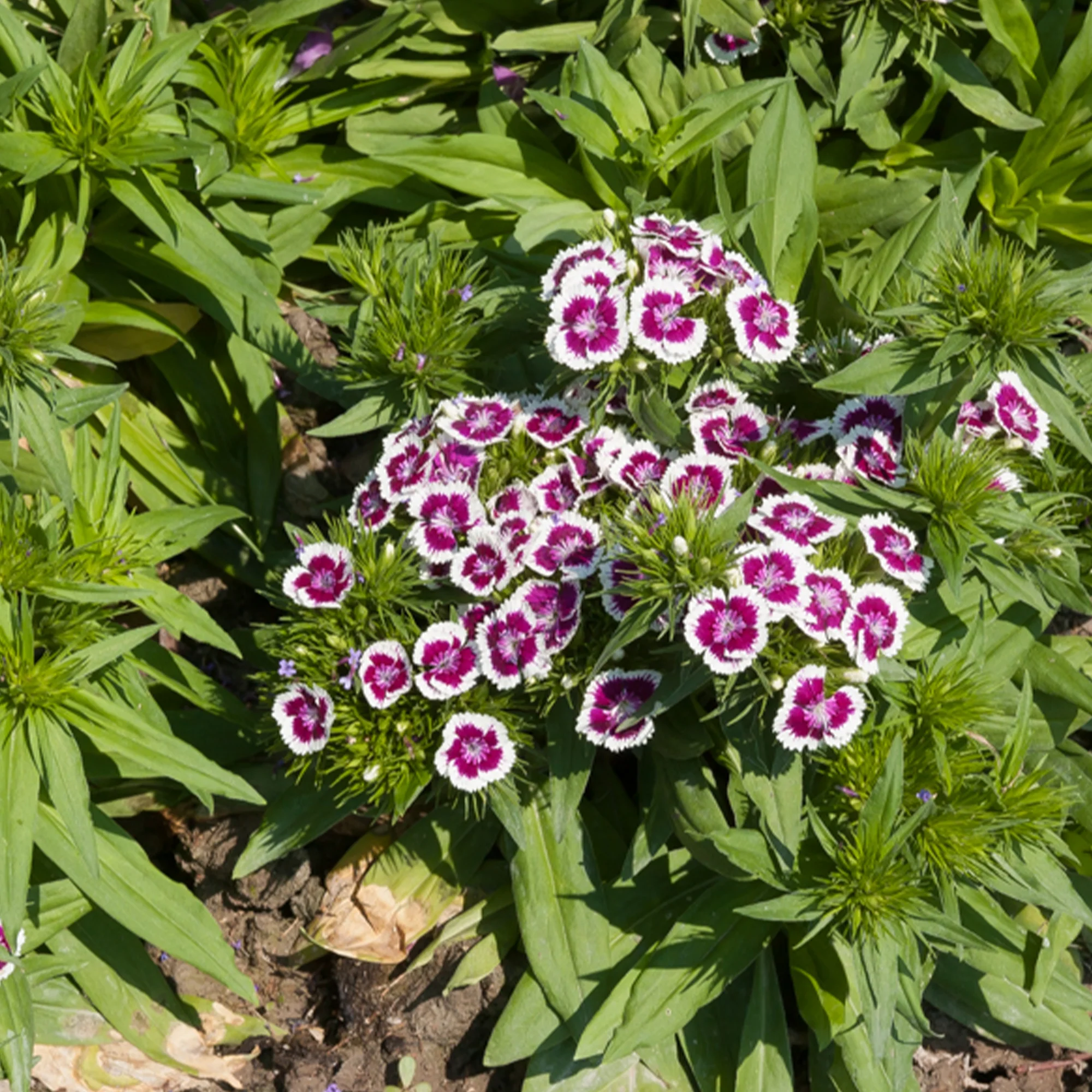 Picotee Paarse Anjer - Image 2