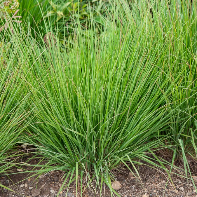 Pijpestrootje heidebraut