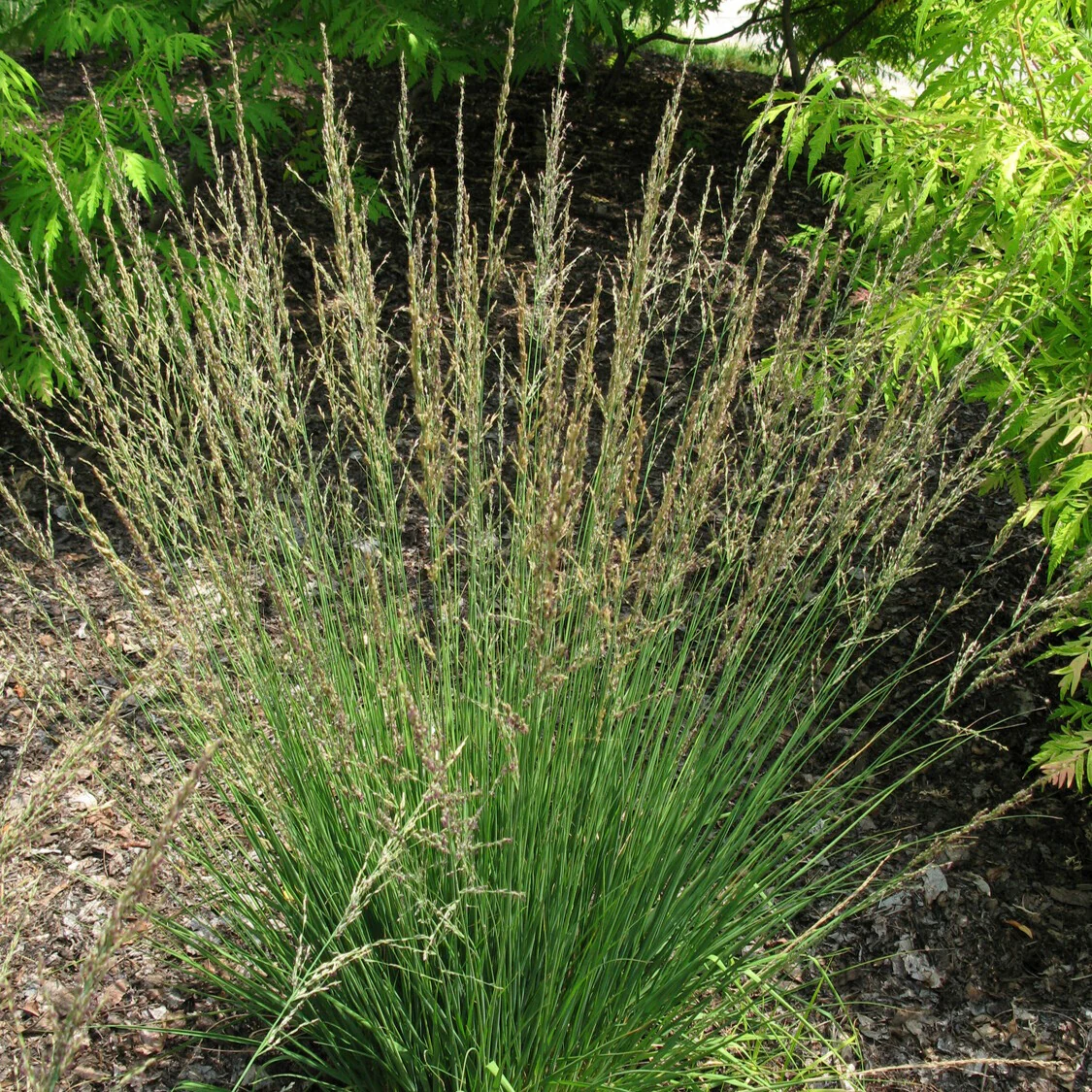 Pijpestrootje Moorflamme