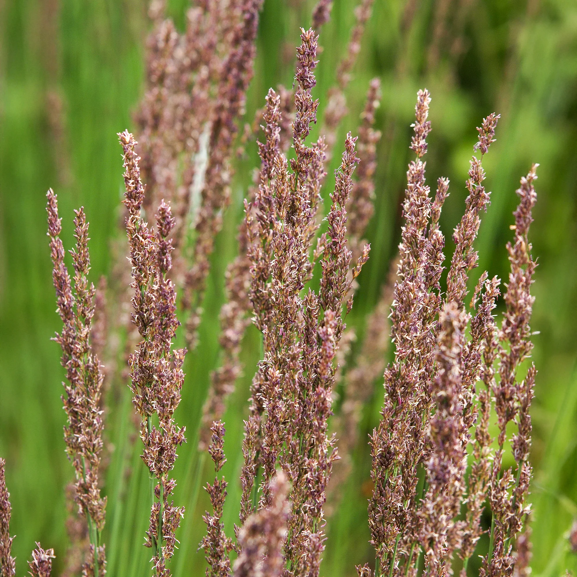 Pijpestrootje Moorhexe