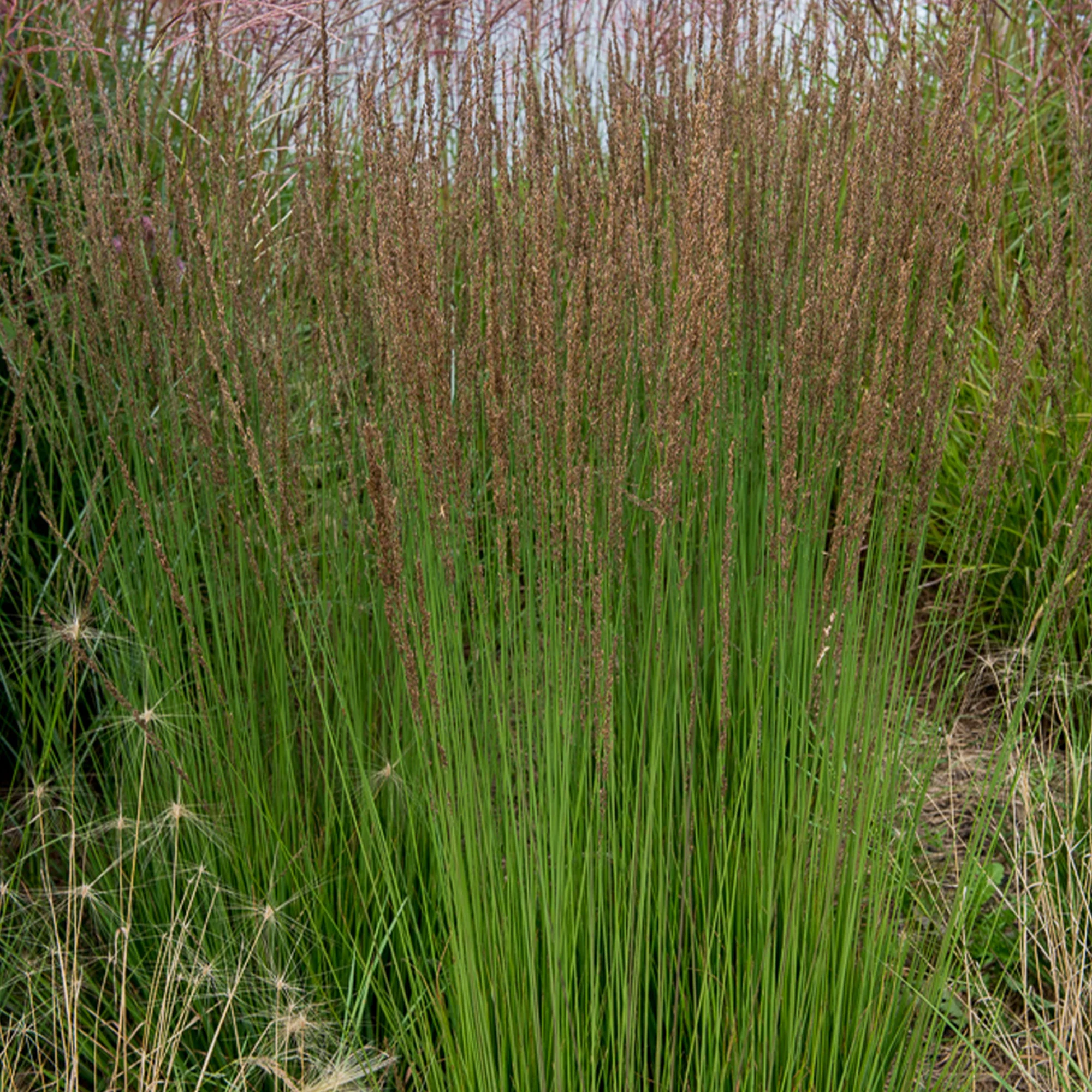 Pijpestrootje Moorhexe - Image 2