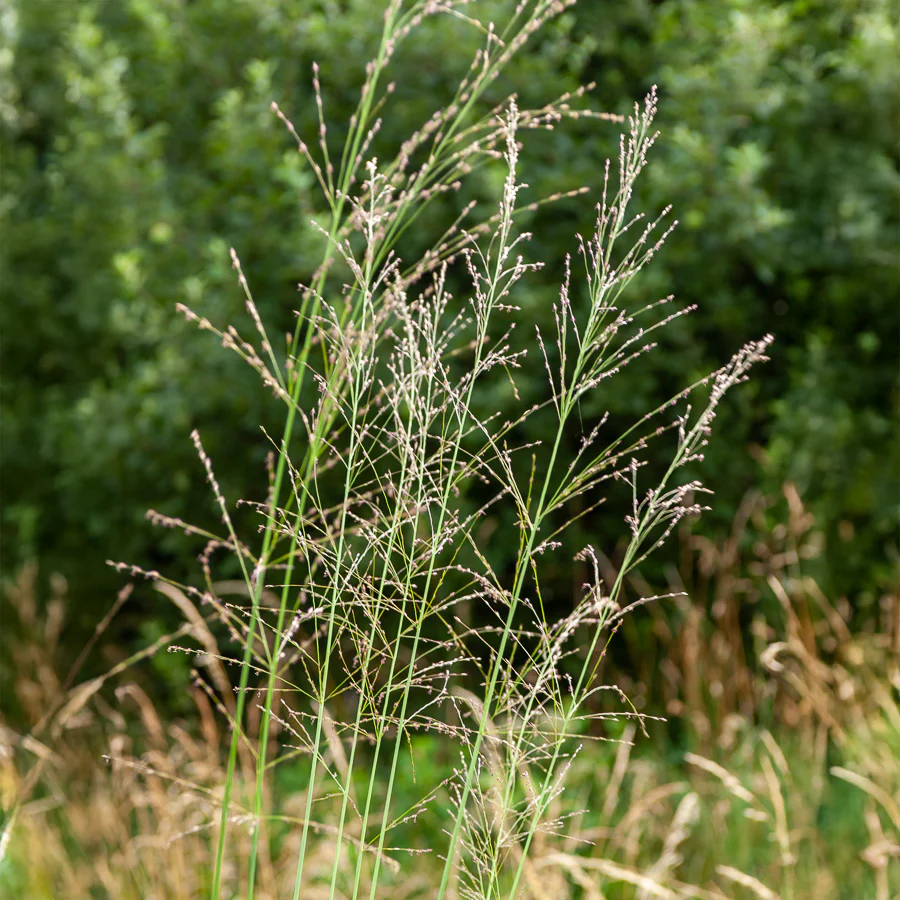 Pijpestrootje Transparent