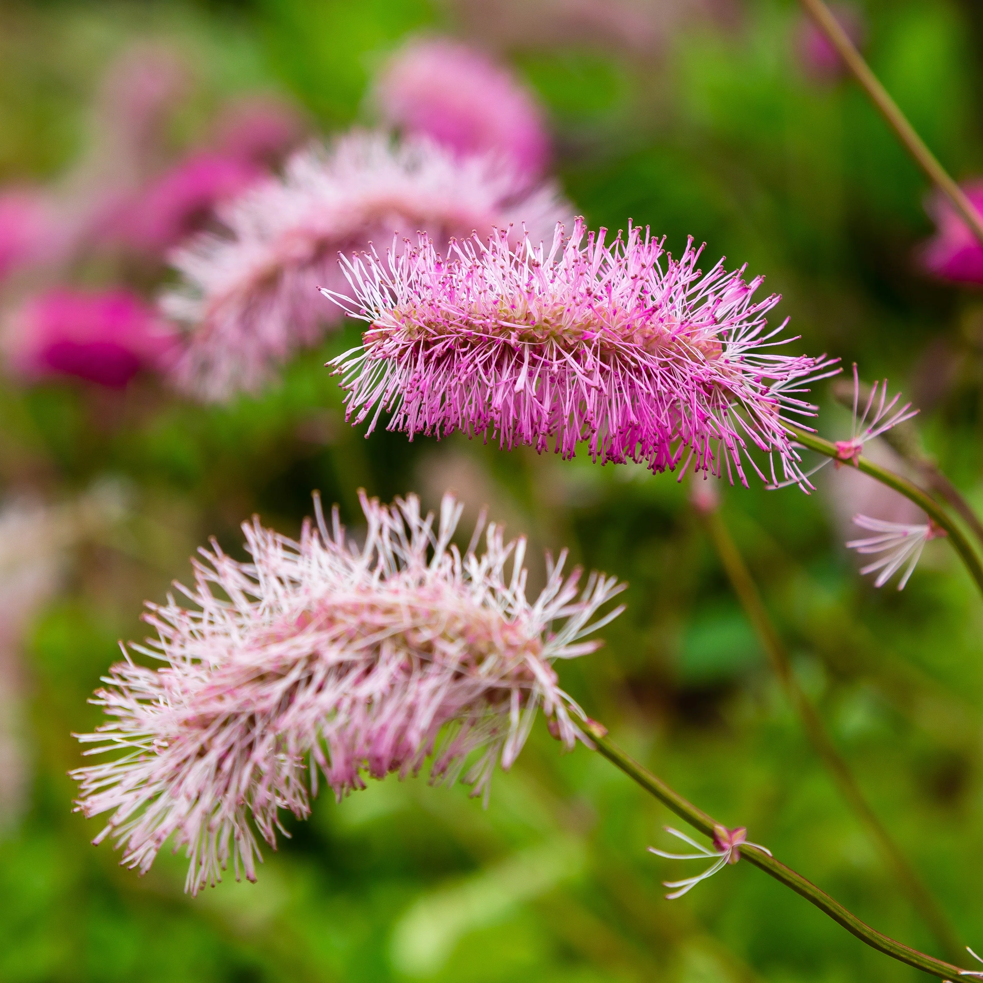 Pimpernel (x3) - Image 3