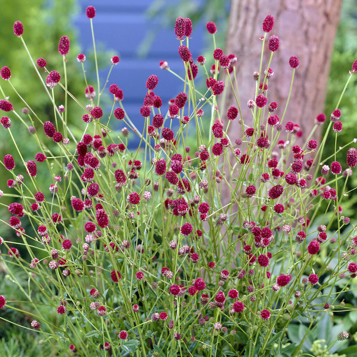 Pimpernel Tanna - Image 2