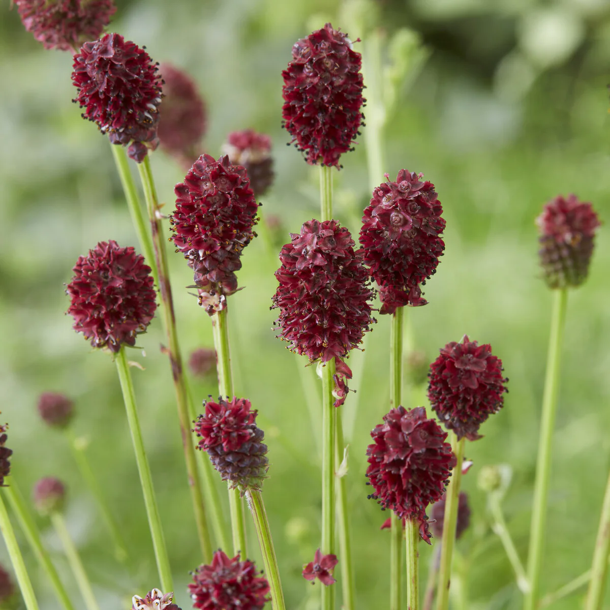 Pimpernel Tanna - Image 3