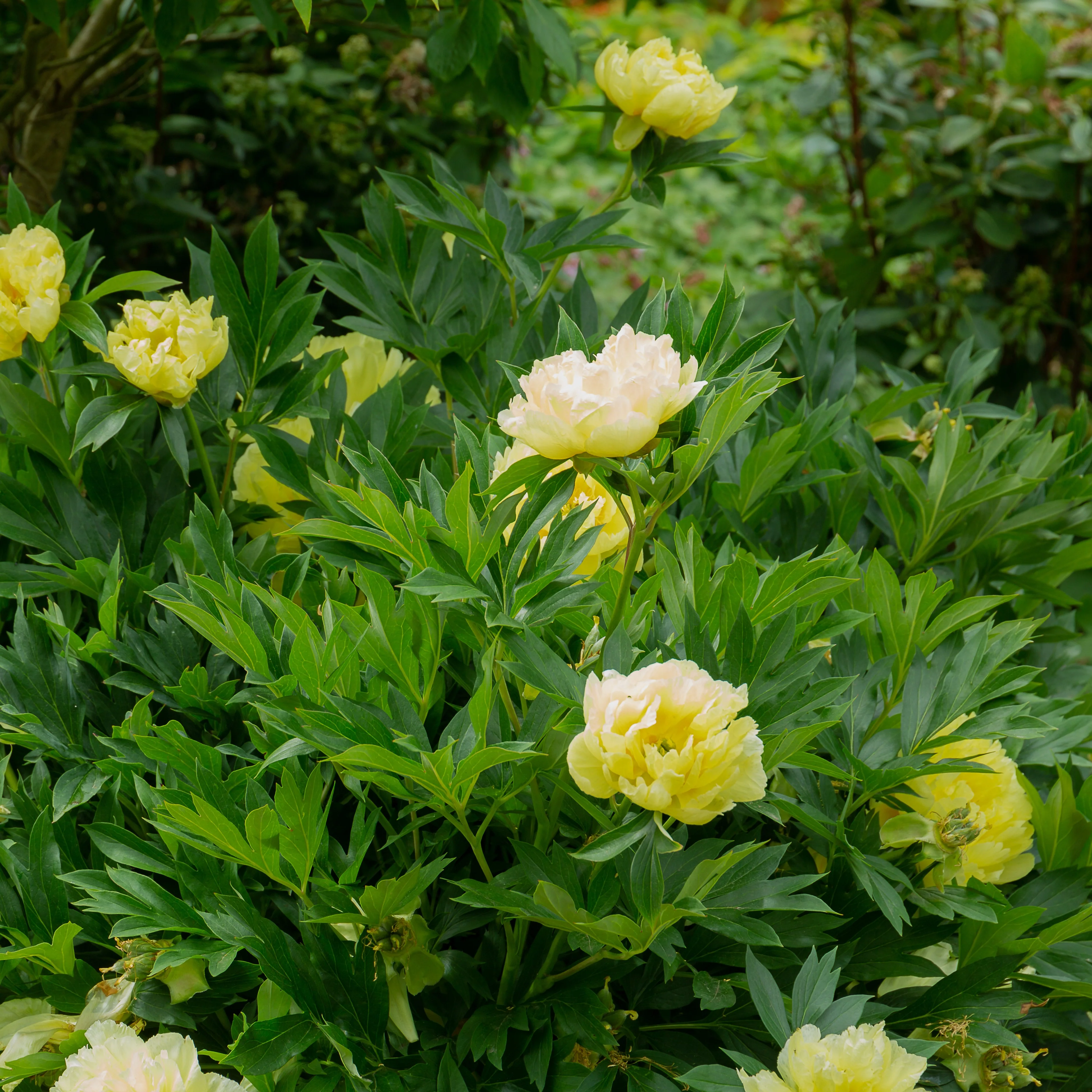 Pioenroos 'Barzella'