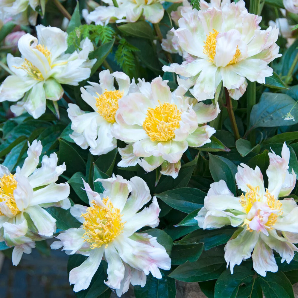 Pioenroos Green Lotus