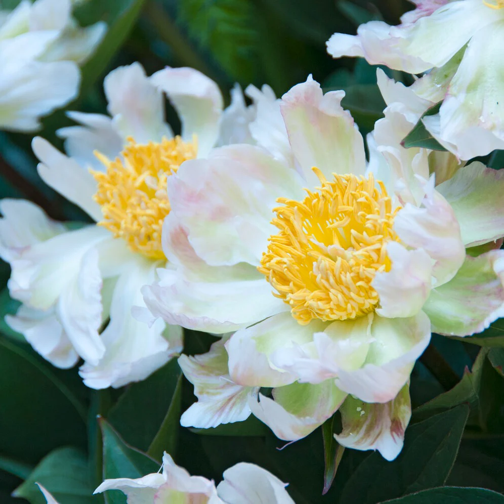 Pioenroos Green Lotus - Image 2