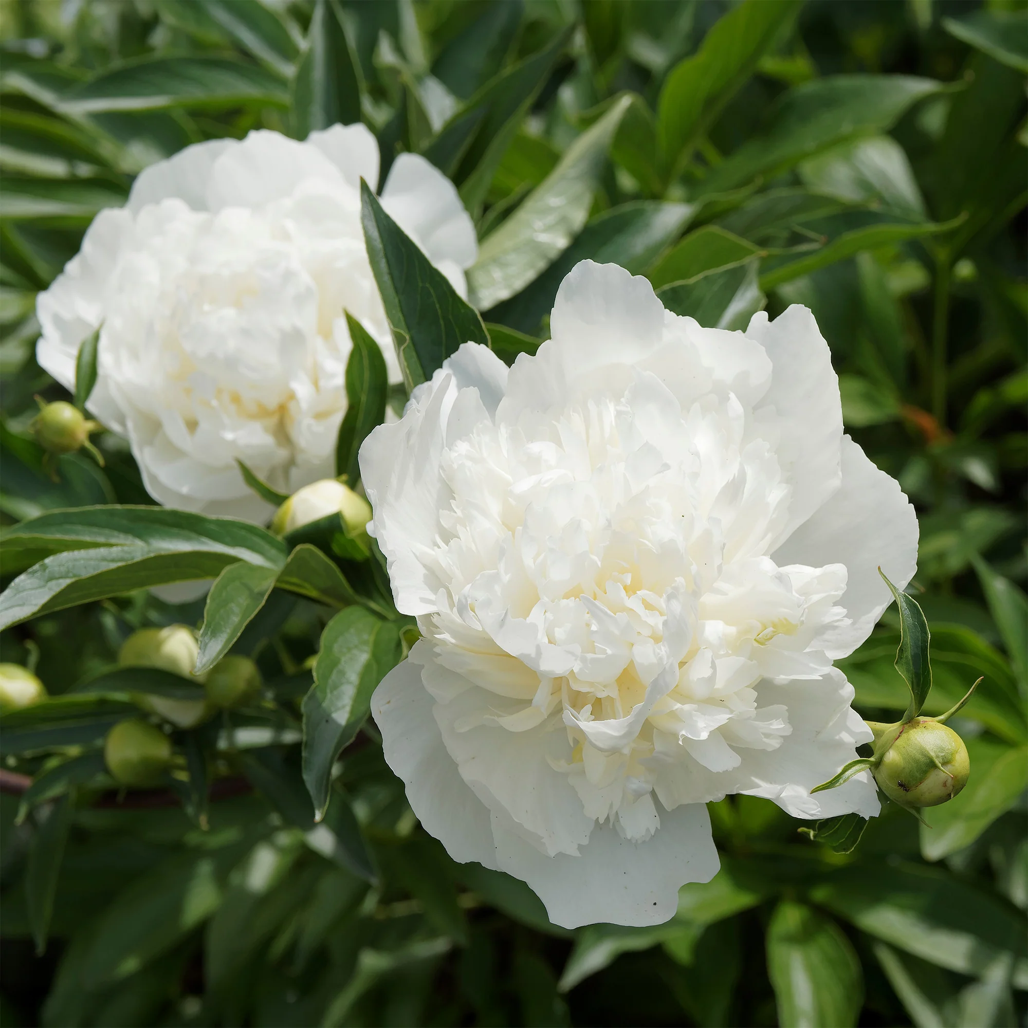 Pioenroos 'Duchesse de Nemours'