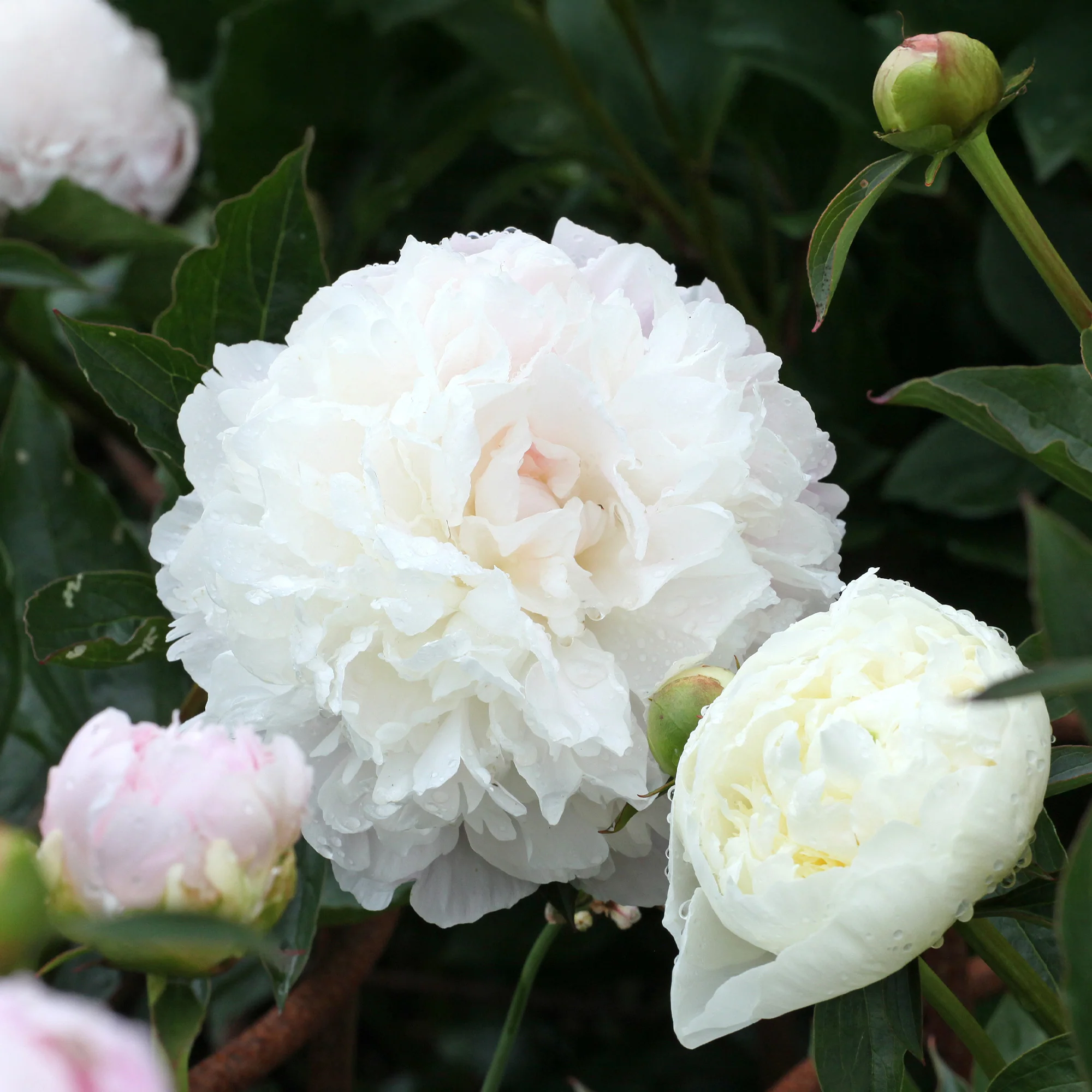 Pioenroos 'Duchesse de Nemours' - Image 2
