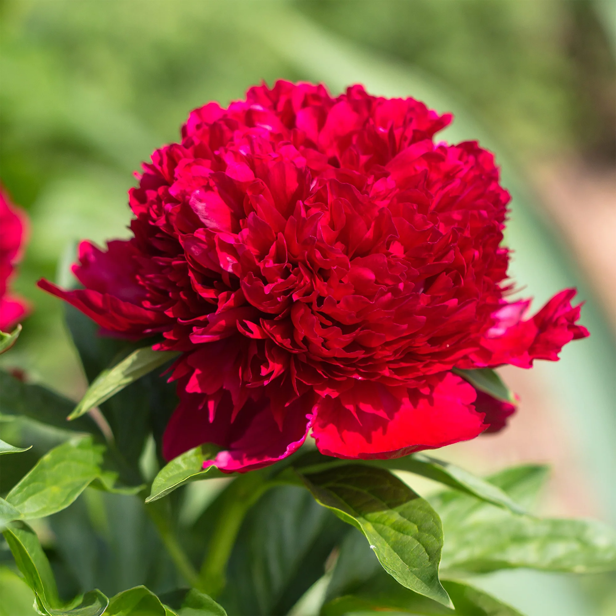 Pioenroos 'Red Charm' - Image 2