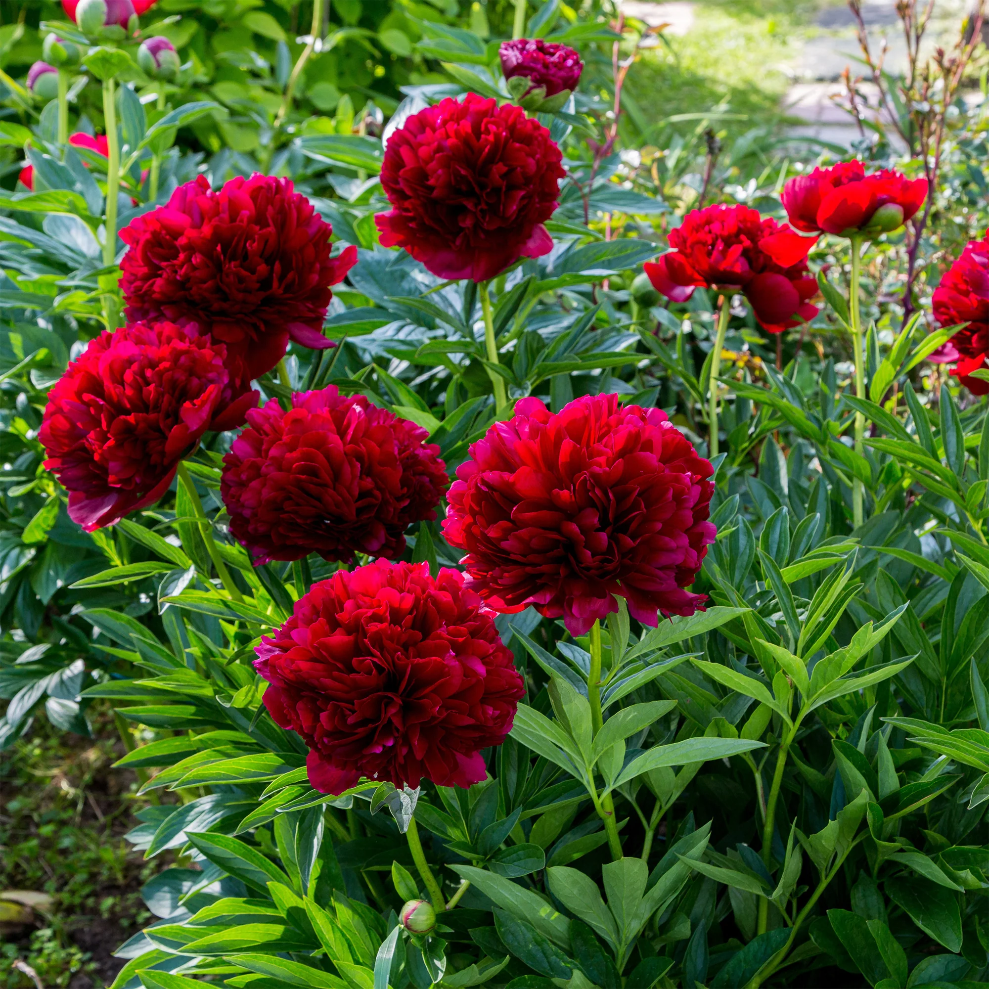 Pioenroos 'Red Charm' - Image 3