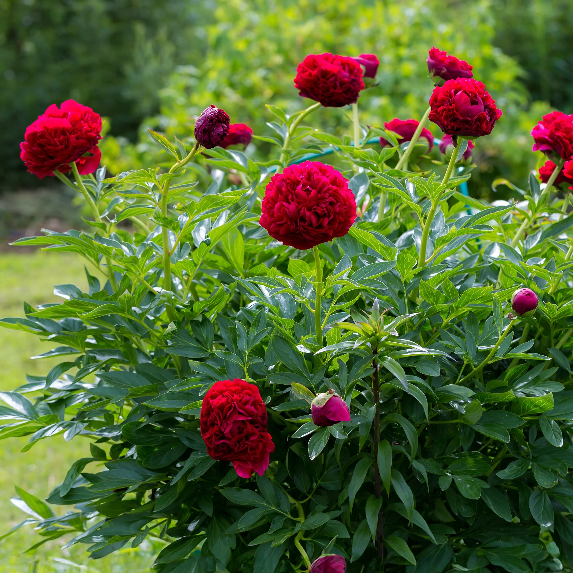 Pioenroos 'Red Charm' - Image 4