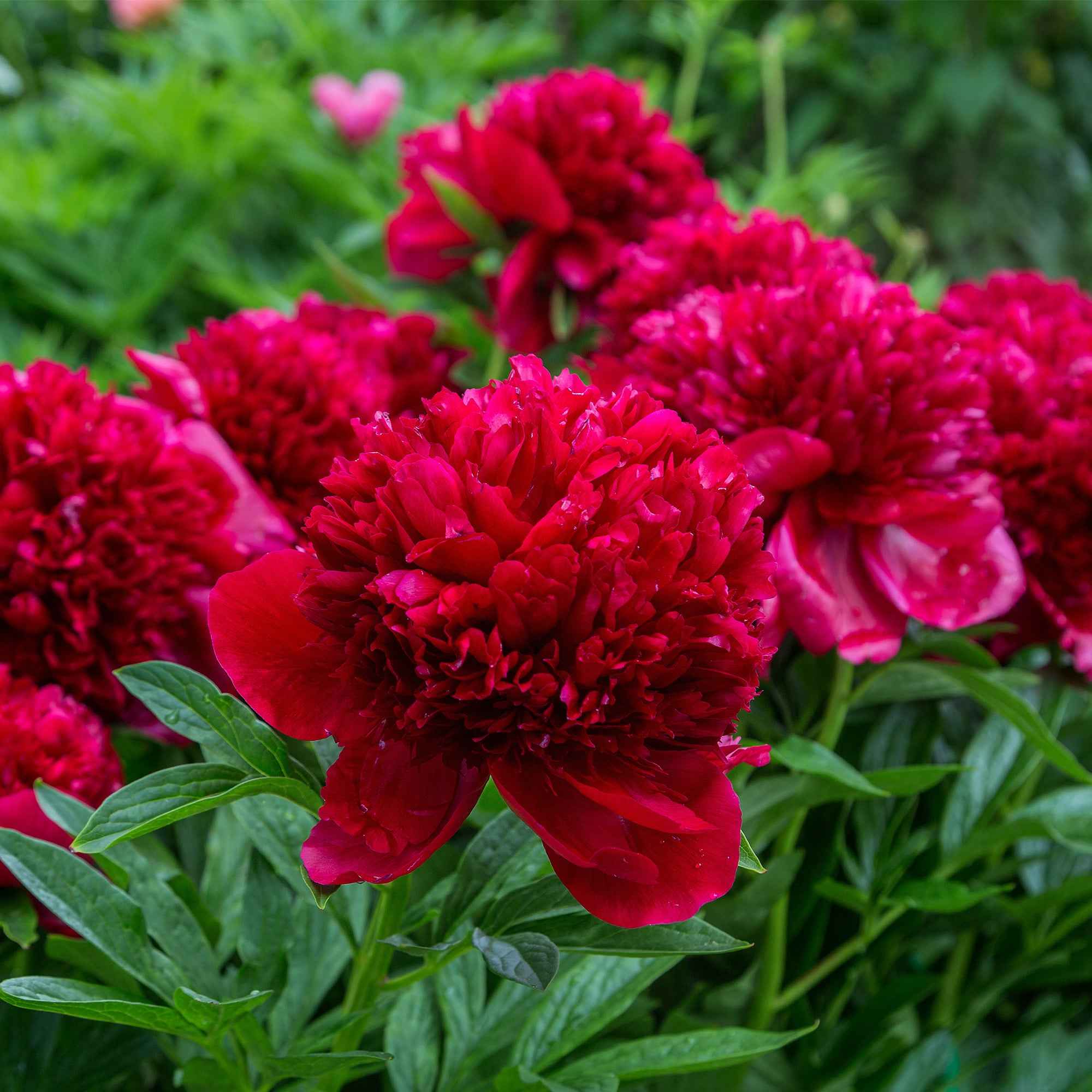 Pioenroos 'Red Charm' + 'Immaculate' + 'Sorbet' mix (x3) - Image 3