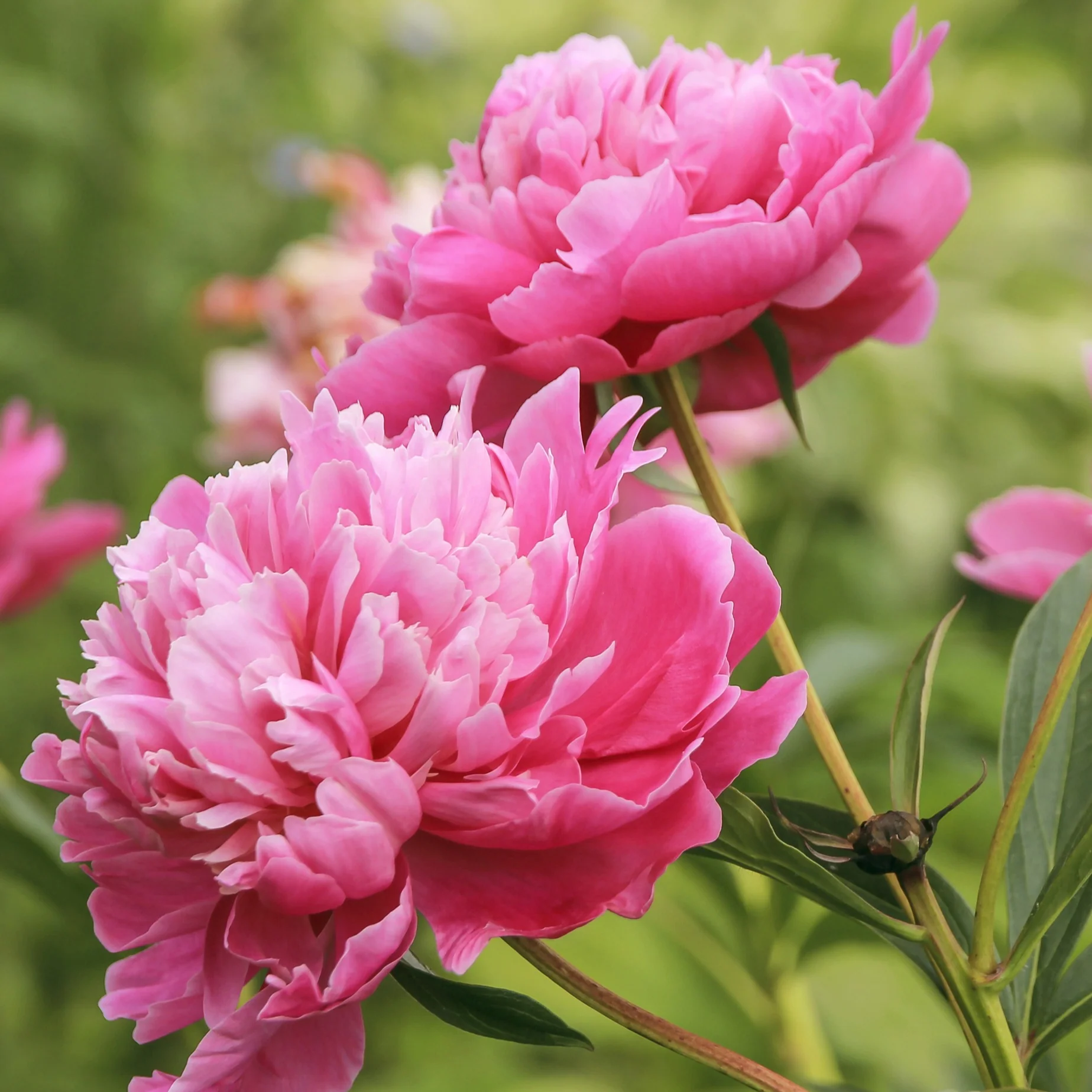 Pioenroos - roze
