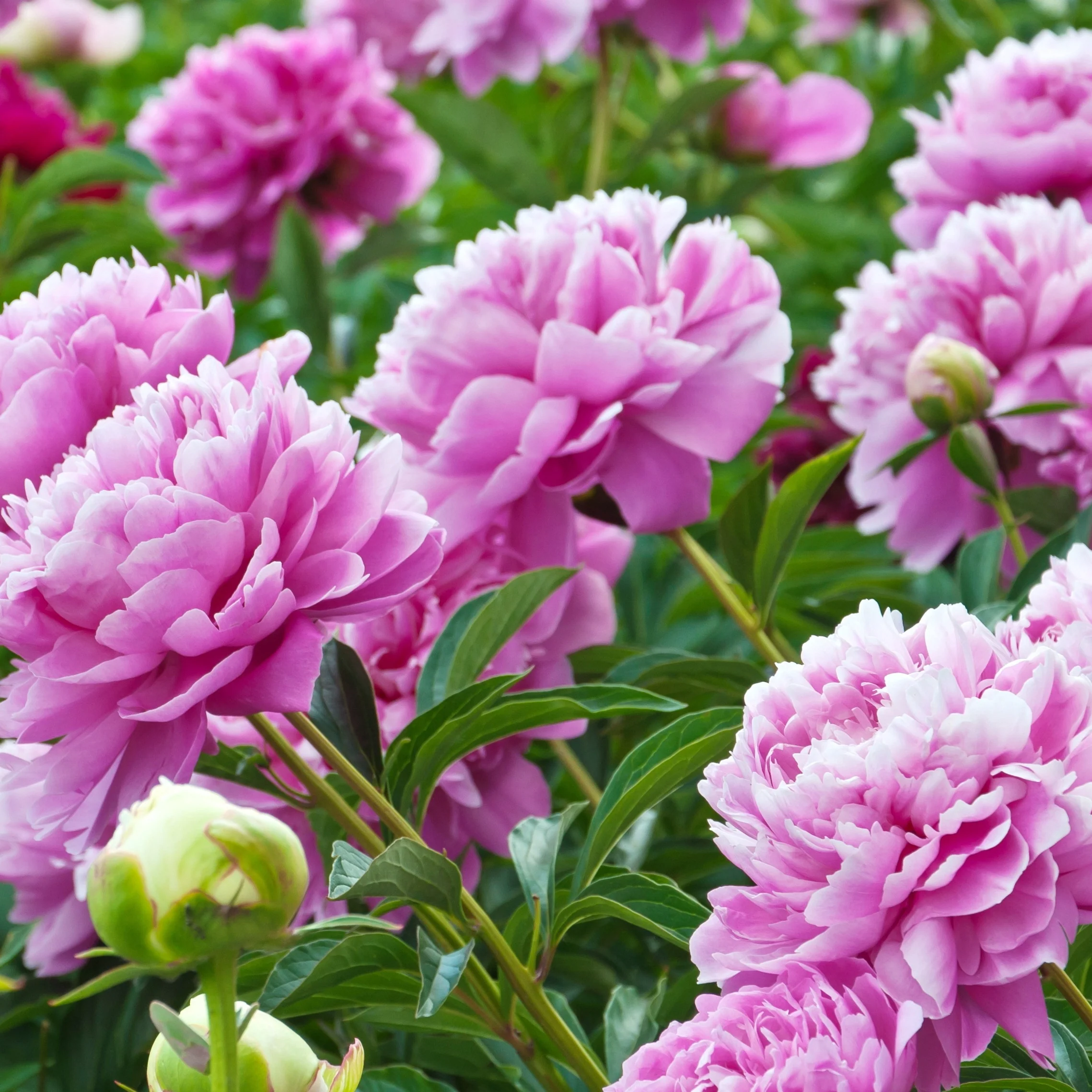 Pioenroos - roze - Image 2