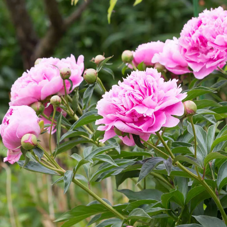 Pioenroos - roze - Image 3