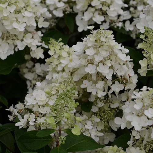 Pluimhortensia 'Candlelight'