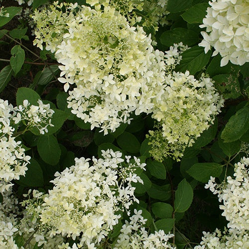 Pluimhortensia 'Dentelle de Gorron'® - Image 4