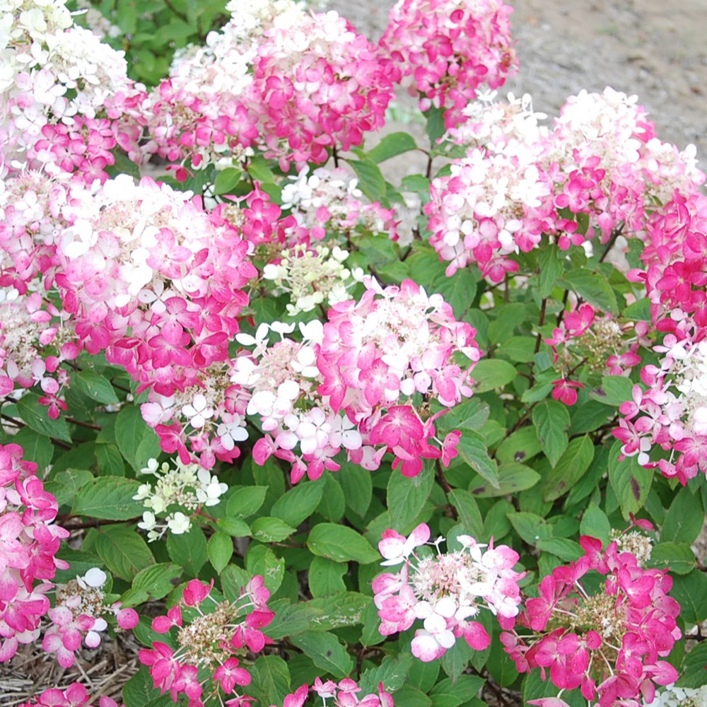 Pluimhortensia 'Diamant Rouge' - Image 3