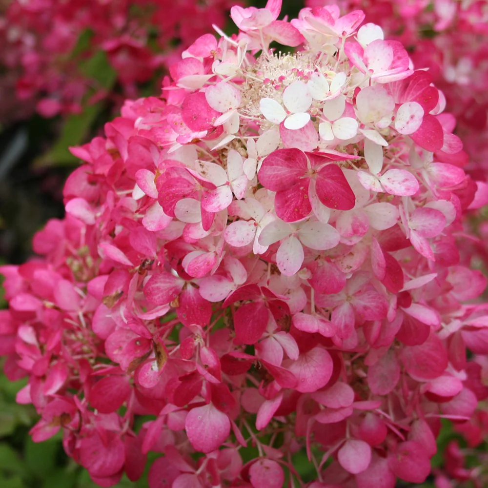 Pluimhortensia 'Diamant Rouge' - Image 4