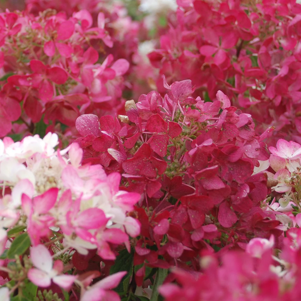 Pluimhortensia 'Diamant Rouge' - Image 5