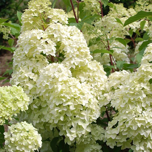 Pluimhortensia 'Diamantino'®