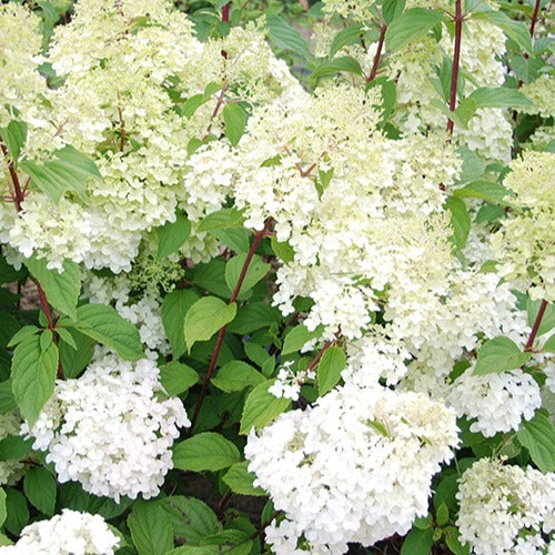 Pluimhortensia 'Diamantino'® - Image 2