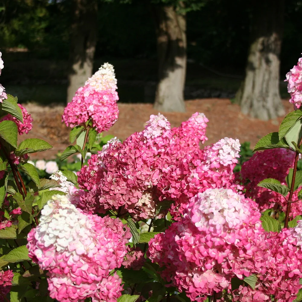 Pluimhortensia 'Fraise Melba'® 'Renba' - Image 4