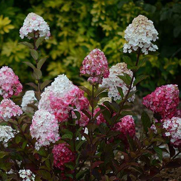 Pluimhortensia 'Framboisine ® Rensam' - Image 2