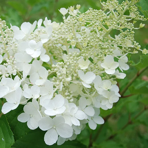 Pluimhortensia 'Goliath'