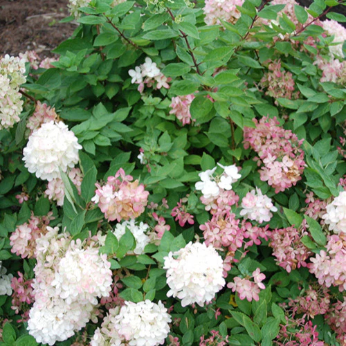 Pluimhortensia 'Harry's Souvenir'
