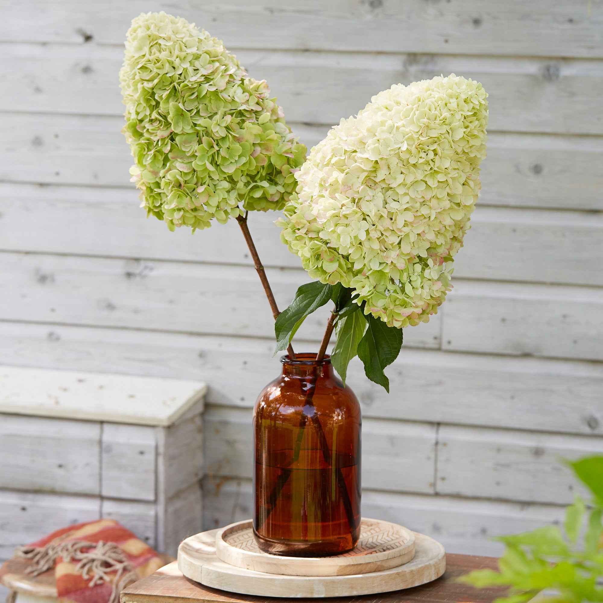 Pluimhortensia 'Hercules'